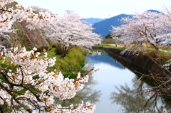 篠山の城跡の外堀の桜と空と 2