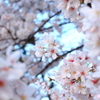 春の顔