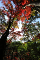 瑞宝寺公園 秋を見上げる