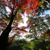 瑞宝寺公園 秋を見上げる
