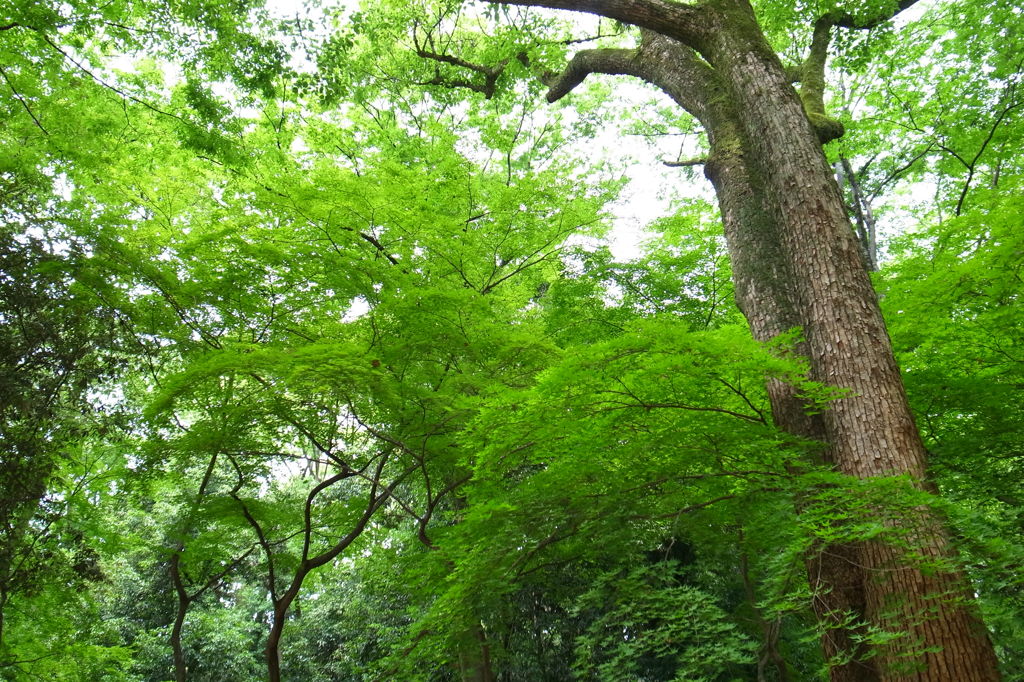 下鴨神社・新緑