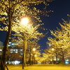 春の夜の桜並木
