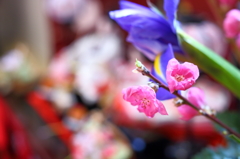 momonohana #1