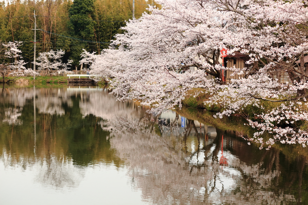篠山城跡の桜並木