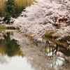篠山城跡の桜並木