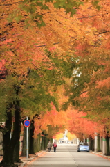 秋の街路樹　＃２