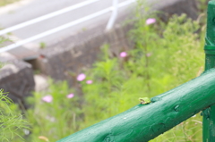 かえるが鳴くからかーえろ