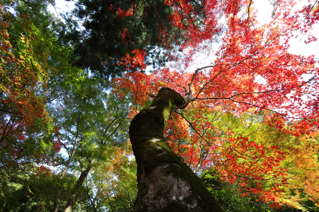 瑞宝寺公園 枝分かれ