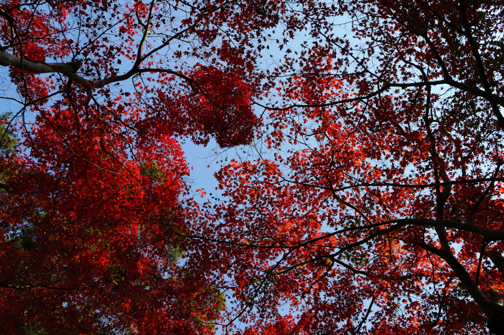 瑞宝寺公園 紅色