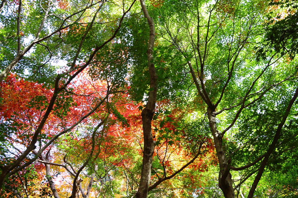 瑞宝寺公園 秋透かし