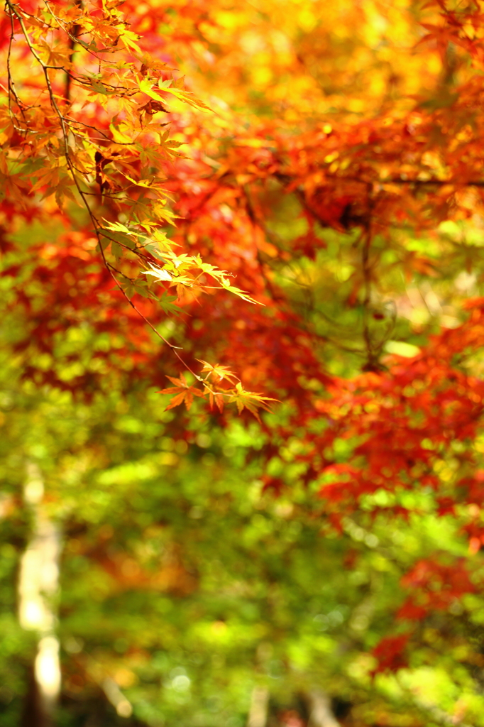 瑞宝寺公園 紅葉枝垂れ