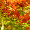 瑞宝寺公園 紅葉枝垂れ