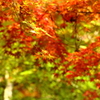 瑞宝寺公園 紅葉枝垂れ