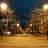 冬の桜並木