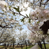 春の日差し