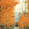 秋の街路樹　＃３