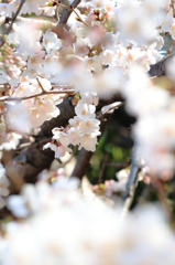 万博公園の桜