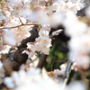 万博公園の桜