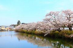篠山の城跡の外堀の桜と空と