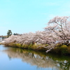 篠山の城跡の外堀の桜と空と