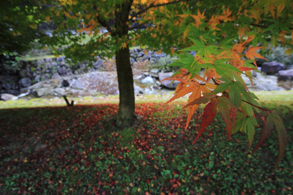 原不動滝 紅葉