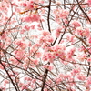桃桜