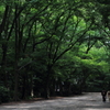 下鴨神社・参道