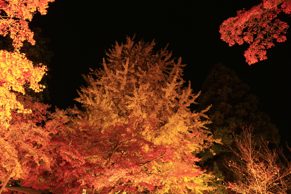 紅葉郡