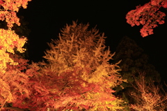 紅葉郡