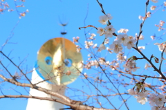 万博公園だよ！
