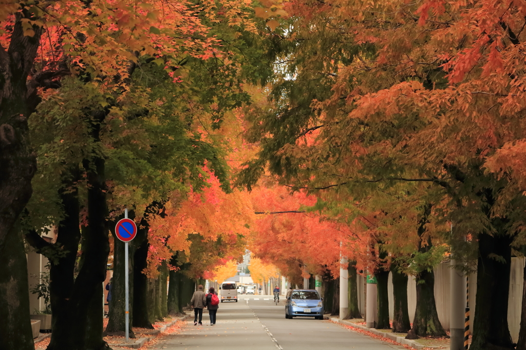 秋の街路樹　＃１