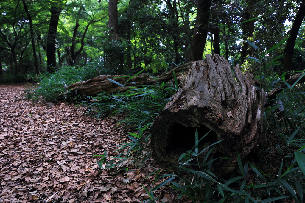 下鴨神社・倒木