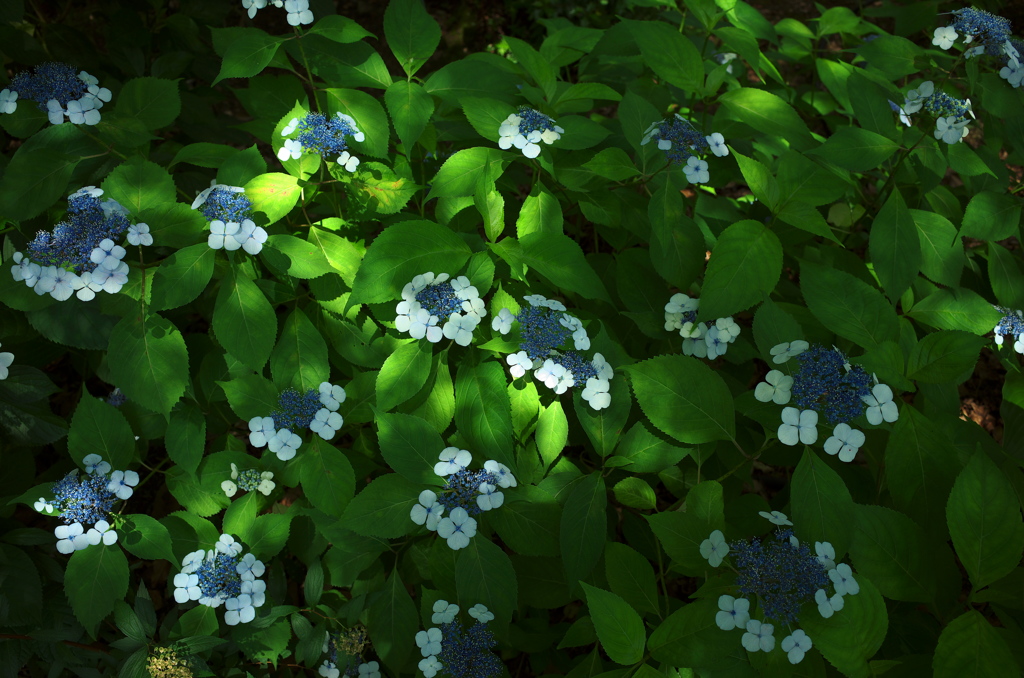 木漏れ日と紫陽花