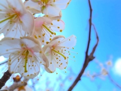 梅を見上げれば・・・