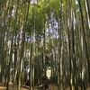 竹林_1