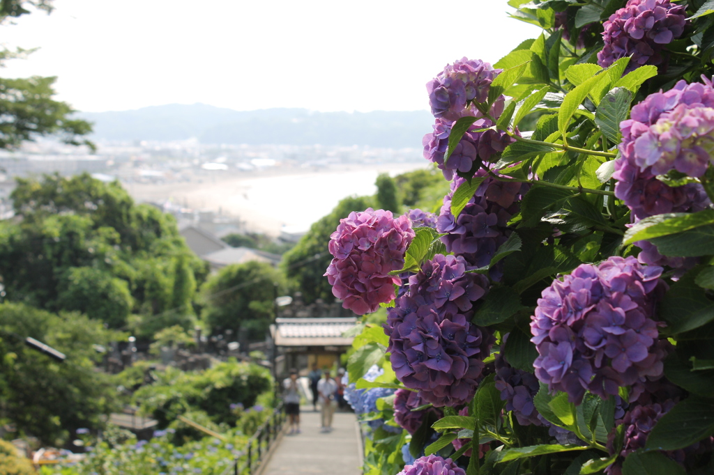 紫陽花と海