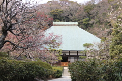 梅とお寺