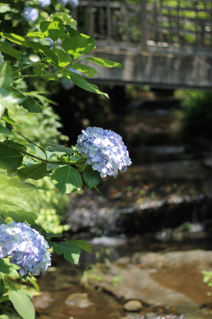 水辺の紫陽花