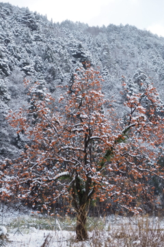 渋柿の雪化粧