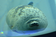 にらめっこしましょ