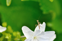 ベビーカマキリ