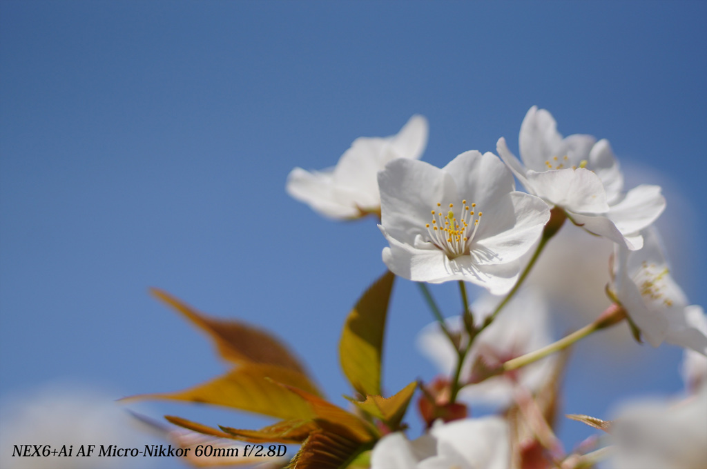 桜
