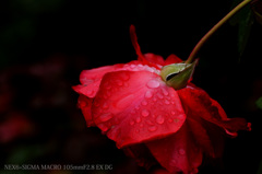 薔薇