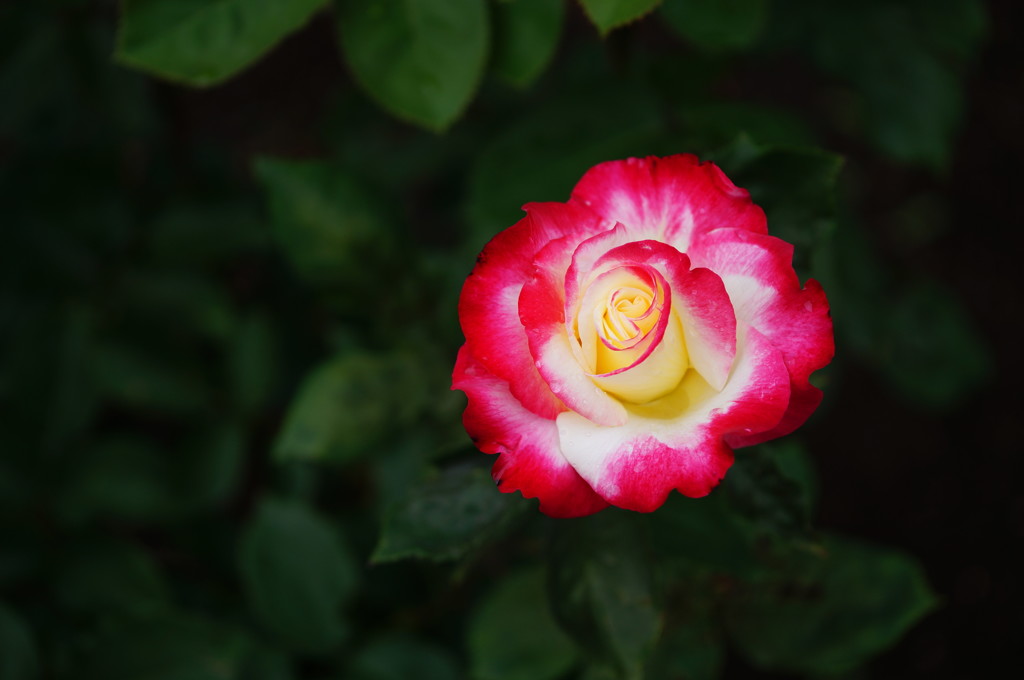 薔薇　ダブルデライト