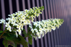 カシワバアジサイがお先に開花～♪