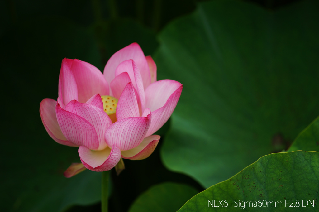 蓮の花