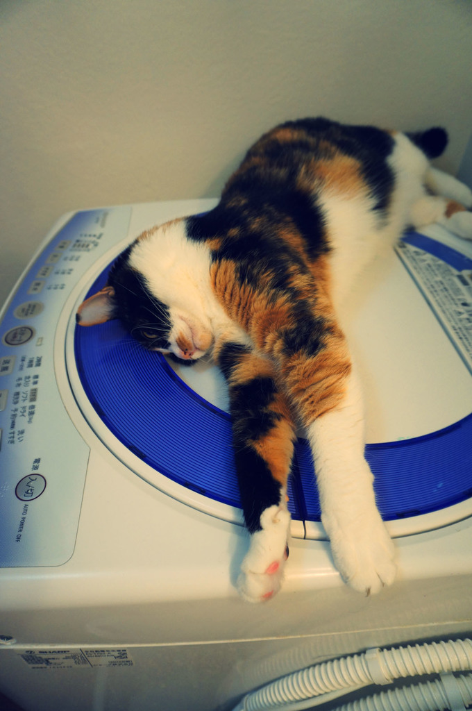 最近のお気に入りの場所～洗濯機～=^.^=