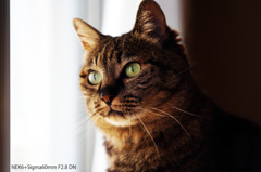 トラ猫
