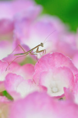 ベビーカマキリ