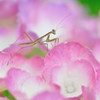 ベビーカマキリ